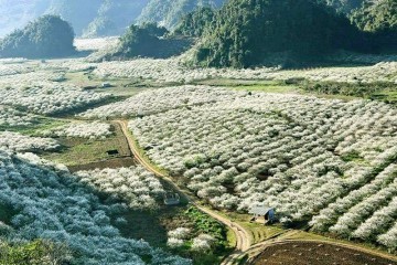 Which is the most beautiful season to visit Moc Chau?